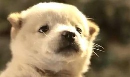 娱乐吃瓜酱中华田园犬,揭秘中华田园犬的趣味生活